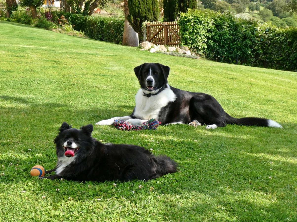Vida-Vi, Country House And B&B Carvalhal Bemfeito Dış mekan fotoğraf